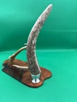 Bottle Opener Made With Elk Antler & 18-8 304 Fda Kitchen Grade Stainless Steel. Fixed Price $45.00.