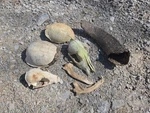 2 Box Turtle Shells, Raccoon & Opossum Skulls, Cow Goat Horn, Taxidermy Bone Lot. Fixed Price $42.00.