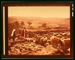Photo:shepherd Life Psalm 23 My Cup Runneth Over 1910S Sheep Scene Slide. Fixed Price $13.49.