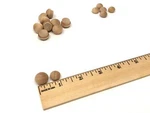 Wood Plugs Button Furniture Mushroom Dollhouse Screw Hole Filler Maple. Fixed Price $6.99.