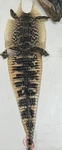Genuine American Alligator Natural Hide Skin Pelt Swamp Leather Wall. Fixed Price $495.00.
