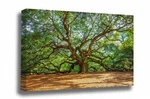 Nature Canvas - Angel Oak Tree South Carolina Wall Art Lowcountry Decor. Fixed Price $60.00.