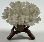 Natural Coral Reef Branched Tree Wood Carved Base Specimen Sculpture Pedestal. Fixed Price $60.00.