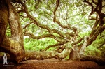 Angel Oak Tree Art Prints, Johns Island, South Carolina, Nature / Zen Wall. Fixed Price $32.10.