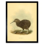 Drawing Bird Rowley Keulemans Little Spot Kiwi Chick 12X16 Inch Framed Art Print. Fixed Price $34.99.